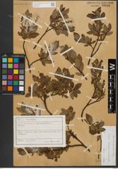 Foto von Salix waldsteiniana Willd.